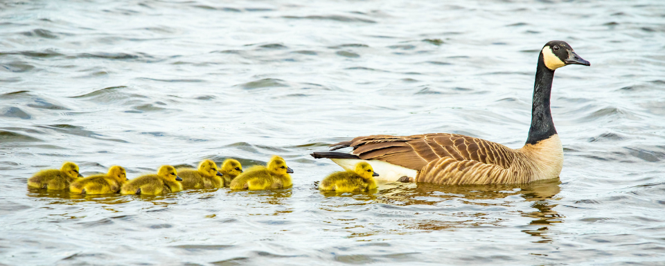 A line of Canada goslings swim after their parent.